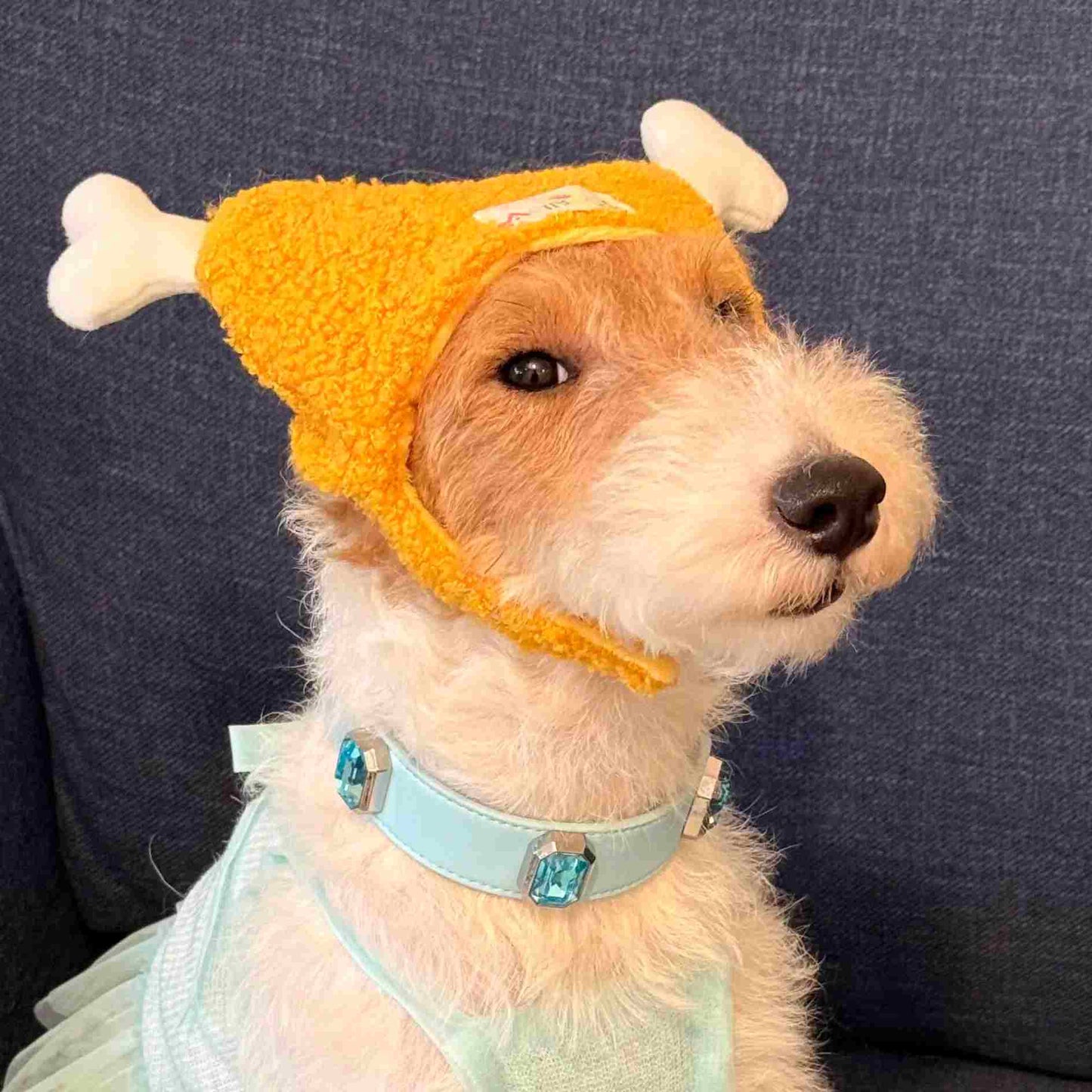 Chicken Legs, Dogs, Cats, Hats, Headsets, Pet Outdoor Accessories